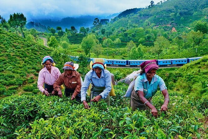 Haputale Tea Estate Walking Tour From Ella - The Itinerary Breakdown: Step by Step