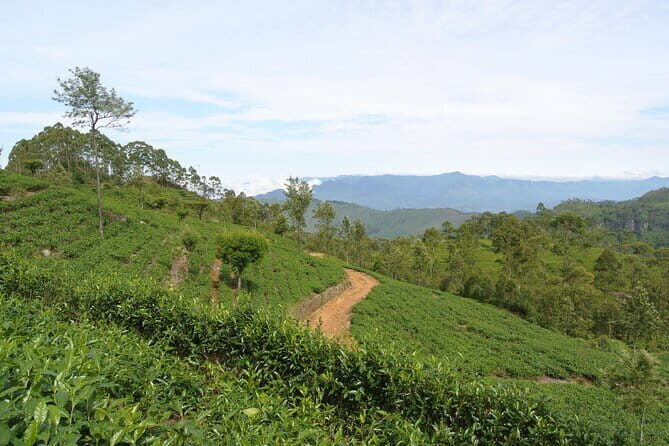 Haputale Tea Estate Walking Tour From Ella - Practical Tips for the Tour