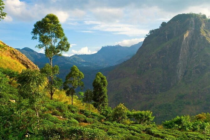 Haputale Tea Estate Walking Tour From Ella - Frequently Asked Questions