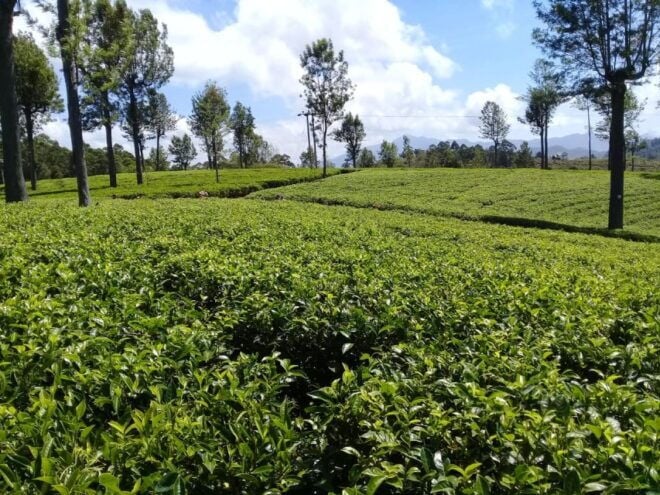 Haputale: Tuk Tuk Ride, Tea Plantation Tour, & Cooking Class - Additional Information