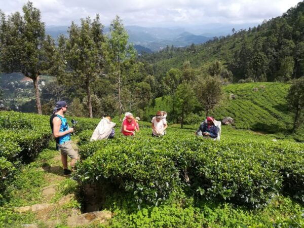 Haputale: Tuk Tuk Ride, Tea Plantation Tour, & Cooking Class - Common Questions