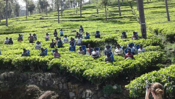 Haputale: Tuk Tuk Ride, Tea Plantation Tour, & Cooking Class - The Sum Up