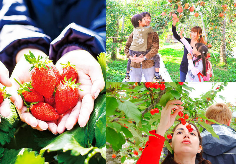 Harada Farm Fruit Picking & Fukiware Falls & Tambara Lavender Park/Ikaho Onsen/Tambara Ski Resort Day Trip (From Tokyo) - What the guide and group format mean in practice