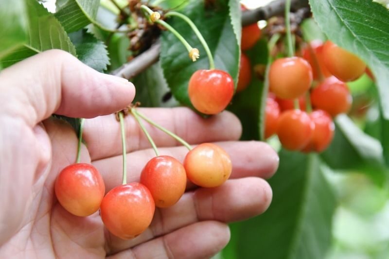 Harada Farm Fruit Picking & Fukiware Falls & Tambara Lavender Park/Ikaho Onsen/Tambara Ski Resort Day Trip (From Tokyo) - Is $78.85 good value?