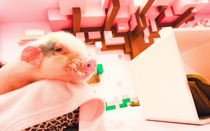 Harajuku : Blend of Tradition & Pop Culture for Family Tour - Exploring Takeshita Street and Harajuku’s Pop Culture