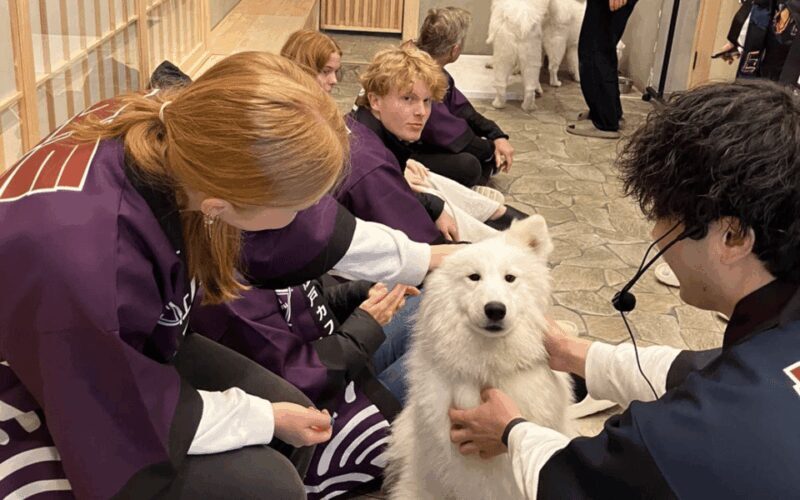 Harajuku : Blend of Tradition & Pop Culture for Family Tour - Meeting Micro Pigs at the Animal Café