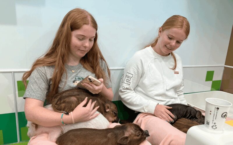 Harajuku : Blend of Tradition & Pop Culture for Family Tour - FAQ