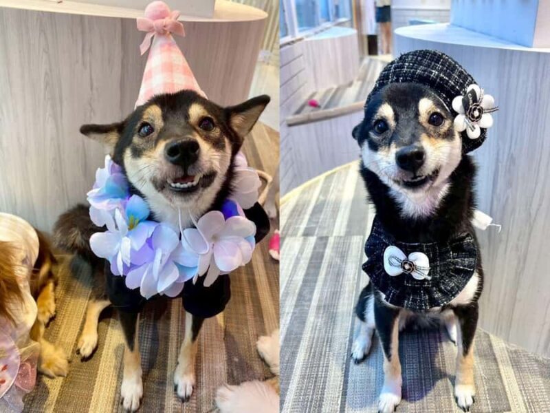 Harajuku: Heartwarming Dog Interaction in Inucafe Rio - An Authentic and Relaxed Dog Café Experience