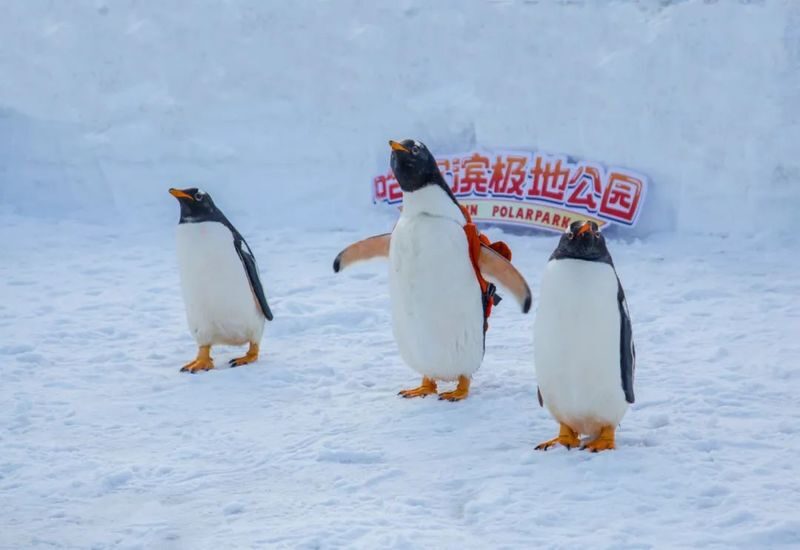 Harbin Polar Park Tickets - What to know before you go