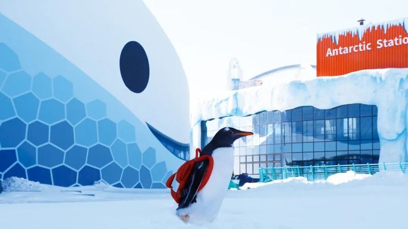 Harbin Polar Park Tickets - Build your visit around the animals and shows