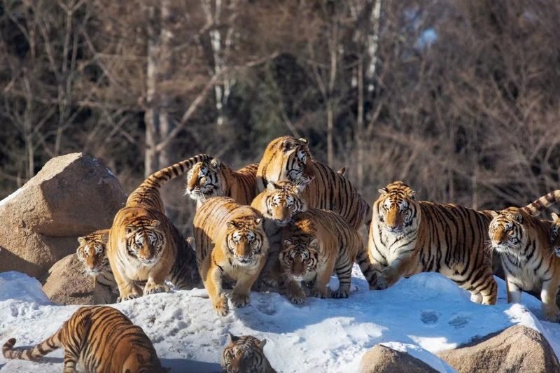 Harbin Private Day Tour | Northeast Tiger Forest Park + Sun Island - Northeast Tiger Forest Park: the day’s main event