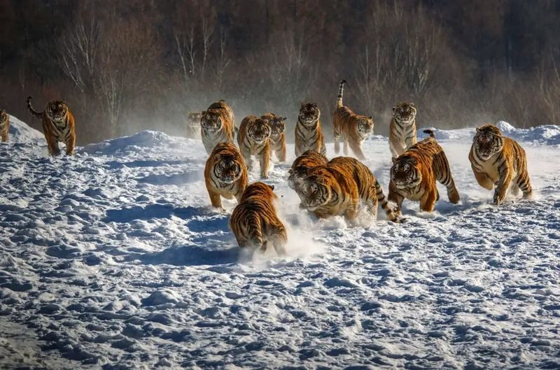 Harbin Snow Country Yabuli Hengdaohezi Private 5-Day Tour - Hotel standards, meals and the real cost