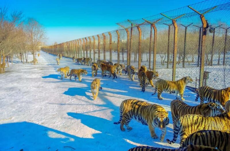 Harbin:Songhua River Cableway Round-Trip entry (Opt - Pricing and Value