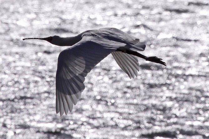 Harbour to Highlands: Scenic Ferry & Larnach Castle Tour-DUNEDIN - The Sum Up