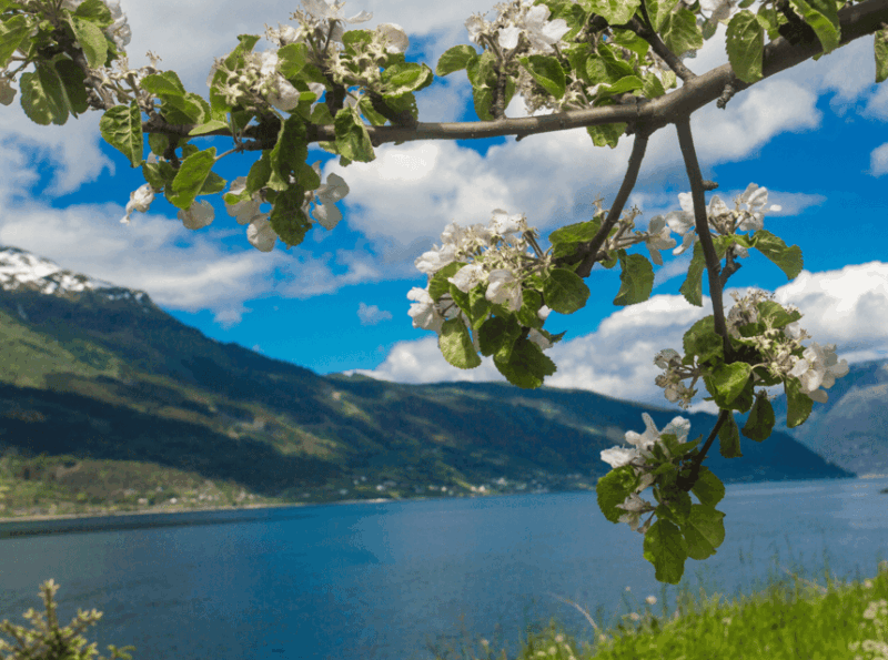 Hardangerfjord Lunch at Cider Farm, Coffee at historic Hotel - What’s Included and What’s Not