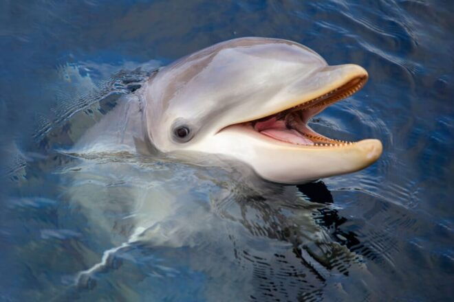 Harderwijk: Dolfinarium Entry Ticket - Visitor Guidelines
