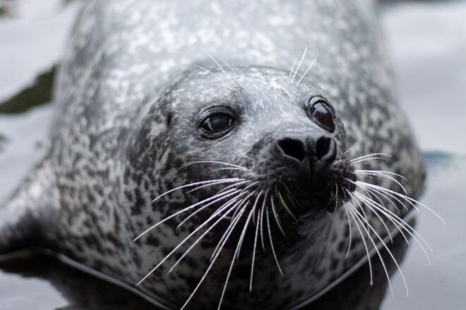 Harderwijk: Dolfinarium Entry Ticket - Customer Reviews