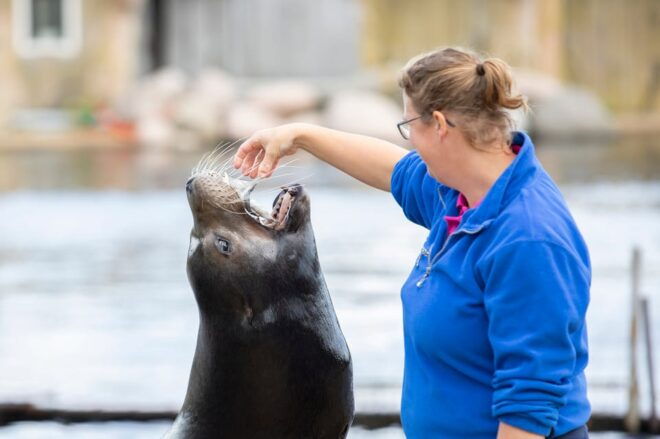 Harderwijk: Dolfinarium Entry Ticket - Safety Measures