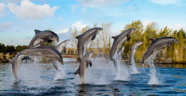 Harderwijk: Dolfinarium Entry Ticket - Marine Life Encounters