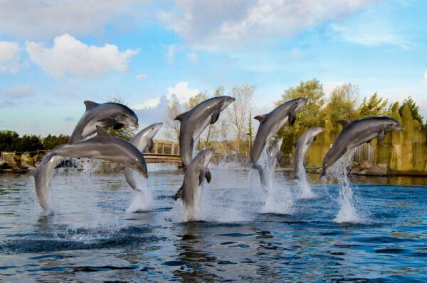 Harderwijk: Dolfinarium Entry Ticket - Exploration Opportunities