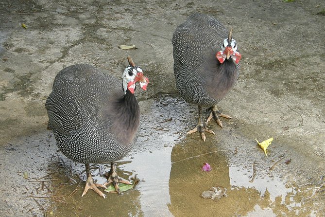 Harrisons Cave, Bathsheba, Morgan Lewis, St. Nicholas Abbey - Saint Thomas Parish - Reviews