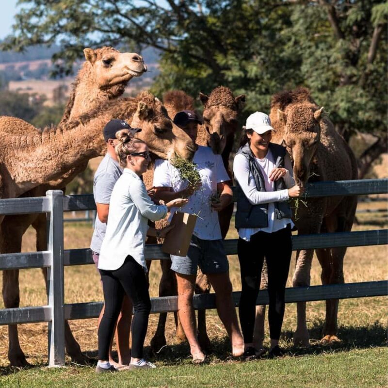 Harrisville: Summer Land Camel Farm Tour with Tasting - The Sum Up