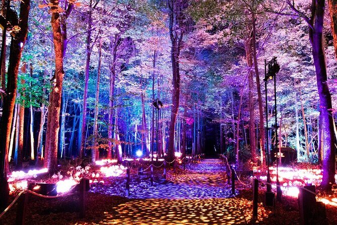 Harry Potter A Forbidden Forest Experience in Brisbane Australia - Accessibility and Logistics