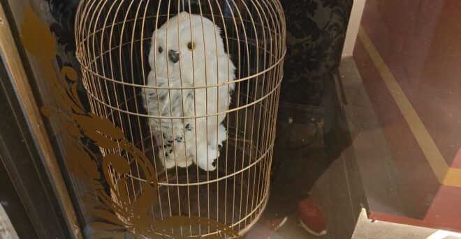 Harry Potter in London - Private Walking Tour - The Sum Up