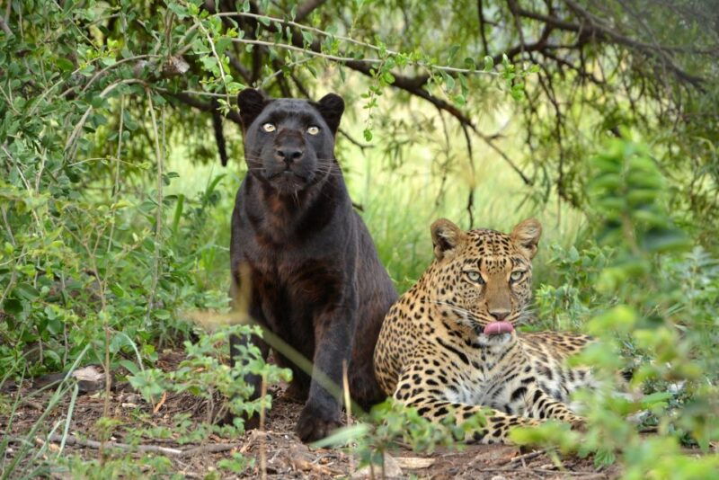 Hartbeespoort: Lion and Safari Park Tour - Introduction