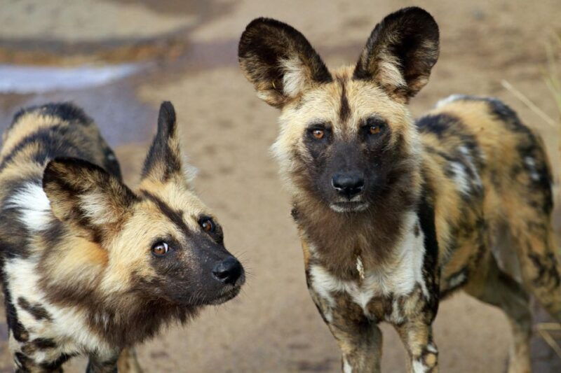 Hartbeespoort: Lion and Safari Park Tour - An Authentic Wildlife Experience in Hartbeespoort