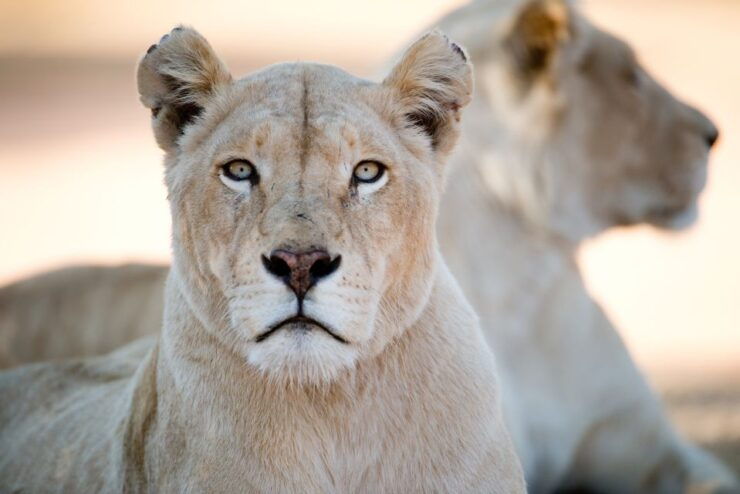 Hartbeespoort: Lion and Safari Park Tour - Good To Know
