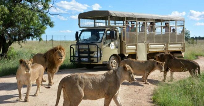 Hartbeespoort: Predator Safari With a Guide - Customer Reviews
