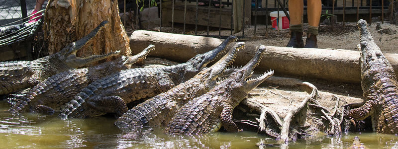 Hartleys Crocodile Adventures Ticket - What makes Hartley’s worth a stop