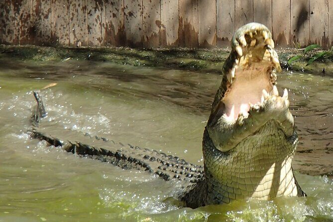 Hartley's Crocodile Adventures Day Trip from Palm Cove - Who Is This Tour Best Suited For?