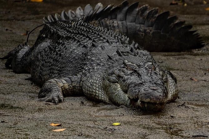 Hartleys Crocodile Adventures Plus Return Port Douglas Transfers - Reviews