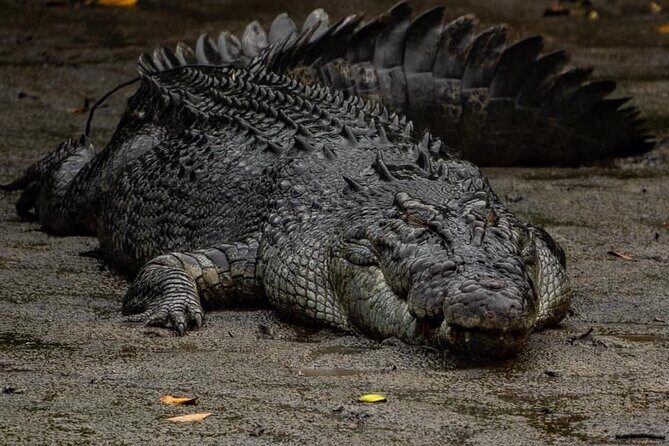 HARTLEY'S CROCODILE TRANSFER between Port Douglas & Hartley's Crocodile (return) - The Sum Up