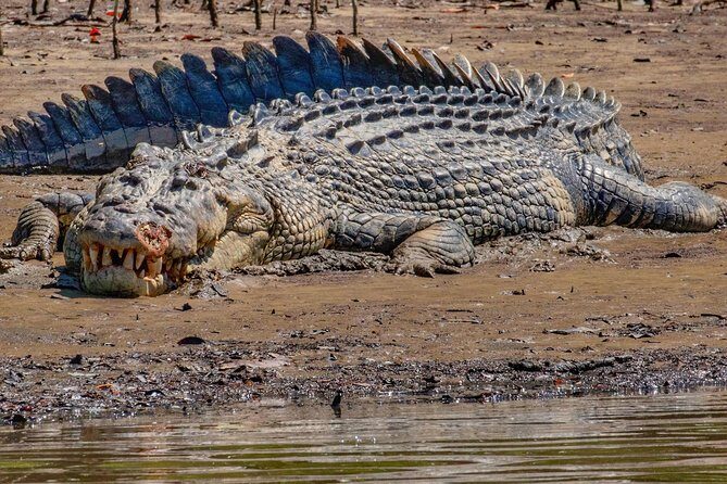 HARTLEY'S CROCODILE TRANSFER between Port Douglas & Hartley's Crocodile (return) - FAQ