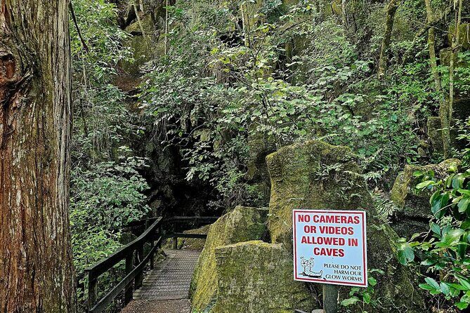 Haruru Waterfalls and Glow Worm Caves Tour - What to Expect from the Tour