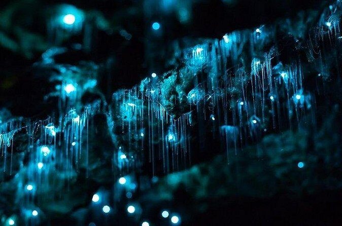 Haruru Waterfalls and Glow Worm Caves Tour - FAQ