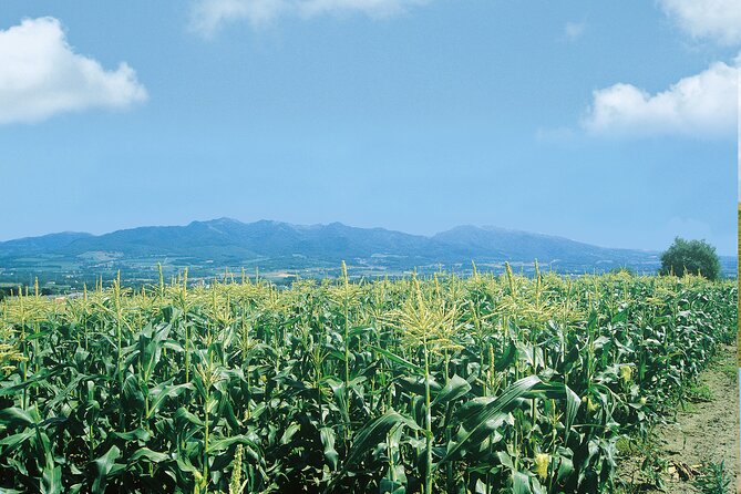 Harvest Produce in Nanporo, Enjoy Starry-NightBBQ in Shinshinotsu - Grilling Under the Stars in Shinshinotsu