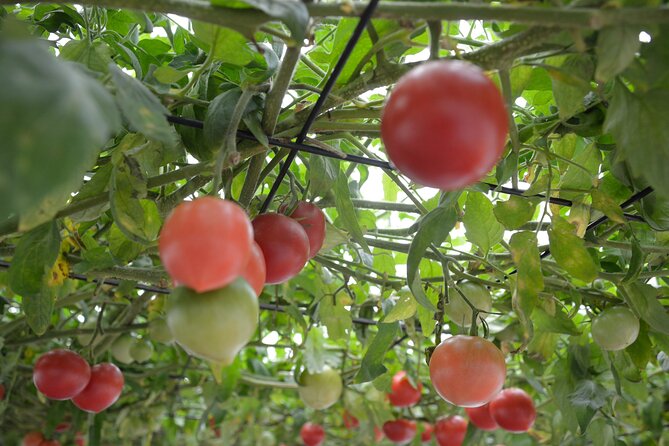 Harvest Produce in Nanporo, Enjoy Starry-NightBBQ in Shinshinotsu - Farm-to-Table Experience in Nanporo