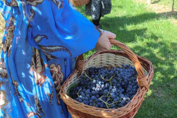 Harvest, Stomping & Tours - The Sum Up