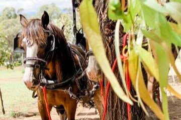 Harvest the Hunter Wine and Produce 3-Hour Tour - What to expect at the wine tastings