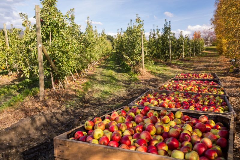 Hastings Cave, Tahune Airwalk and Huon Tasting Day Tour - Apple pie, local produce and the cider stop