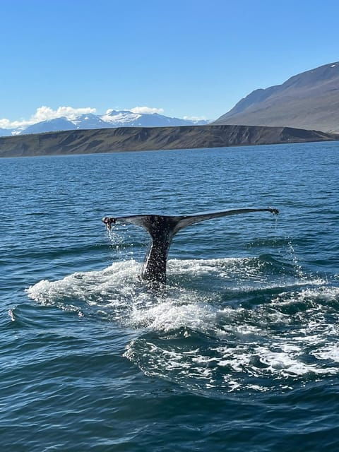 Hauganes: Whale Watching North Iceland - Who Is This Tour Best For?