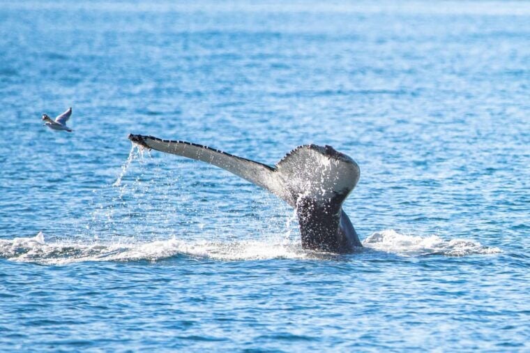 Hauganes: Whale Watching North Iceland - Final Thoughts