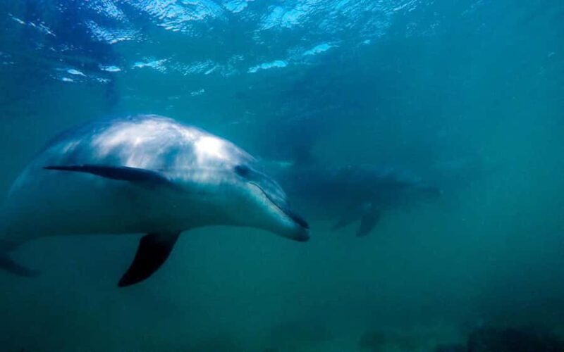 Hauraki Gulf: Hammerhead Experience Dive Charter - Introduction: A Unique Marine Adventure in New Zealand
