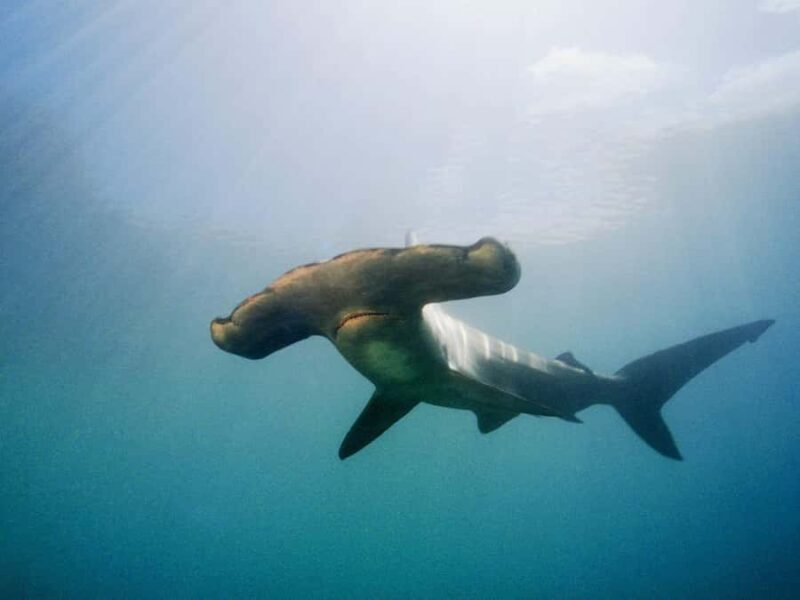 Hauraki Gulf: Hammerhead Experience Dive Charter - Good To Know