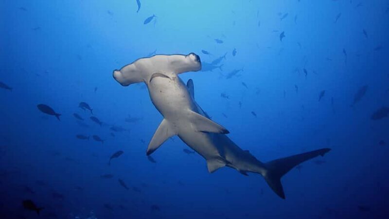 Hauraki Gulf: Hammerhead Experience Dive Charter - FAQs