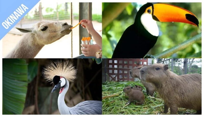 Have Fun in OKINAWA Pass (1 Week Free Pass) - The Sum Up